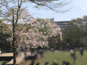 茅ヶ崎中央公園で桜のお花見 車椅子でも楽しめる 役立てて備忘録