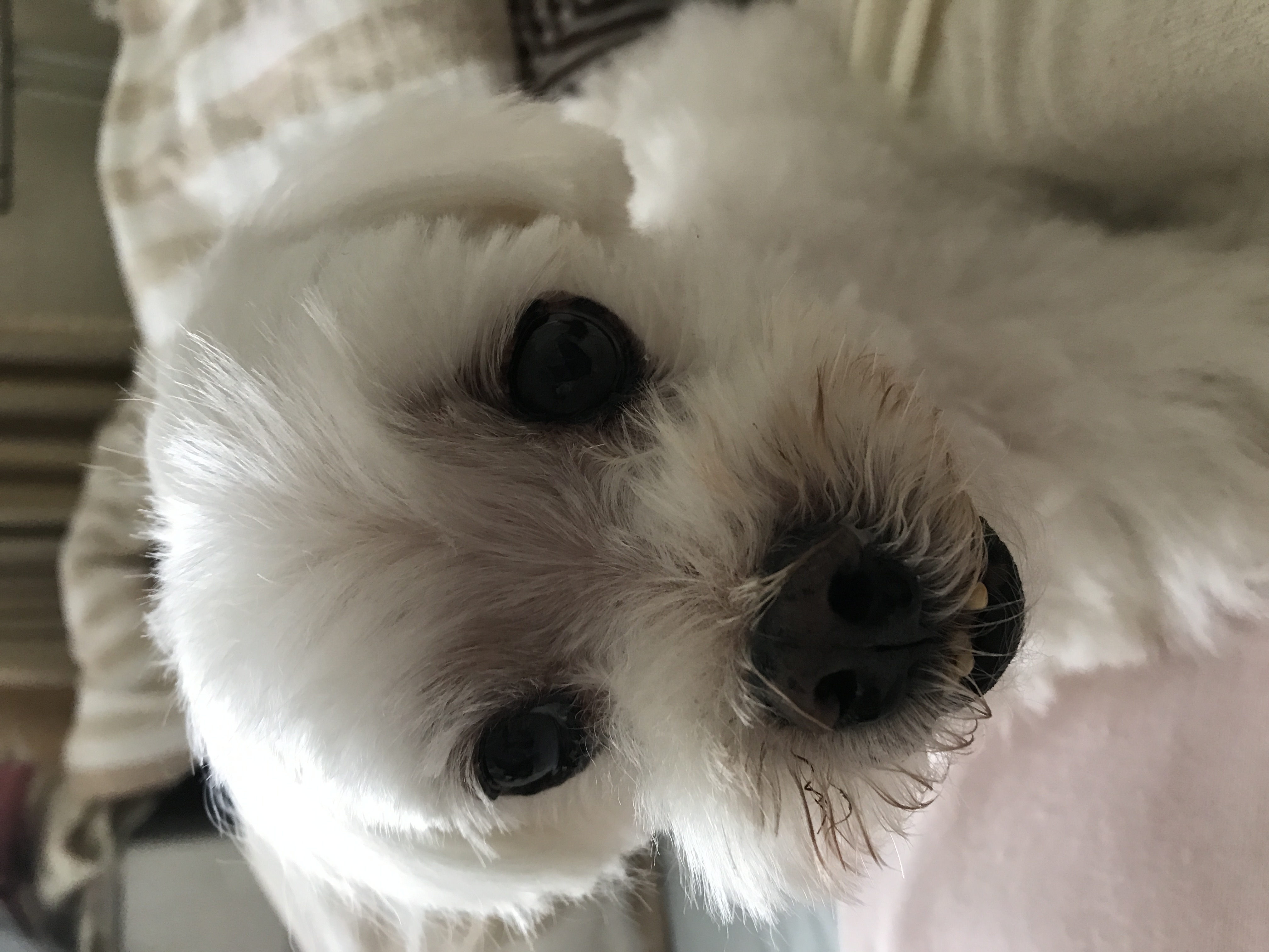 犬の咳を止めるために 2 気管支を緩める 役立てて備忘録 犬の咳を止めるために 2 気管支を緩める 役立てて備忘録