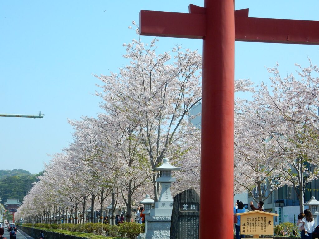 鎌倉段葛の桜