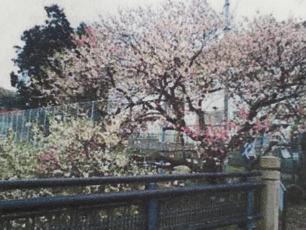 明王院前八重桜