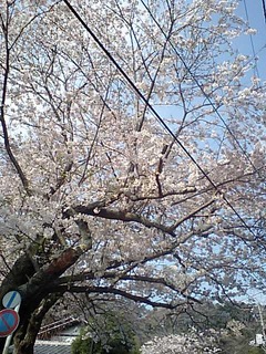光則寺門前の桜
