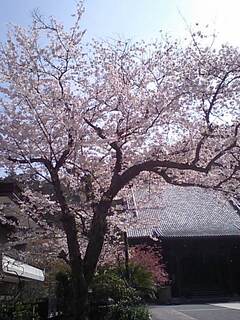 妙本寺の桜