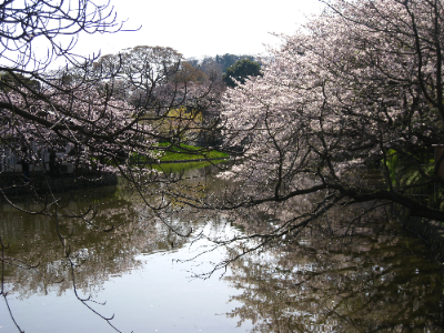 平家の池の桜
