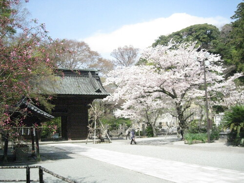 桜の季節の妙本寺