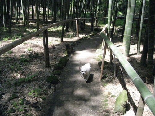 英勝寺の竹林と犬