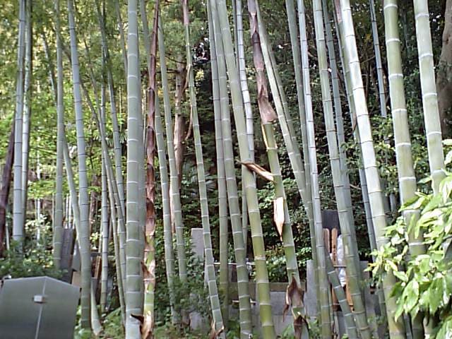 常楽寺の竹