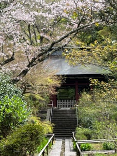 妙法寺仁王門と桜