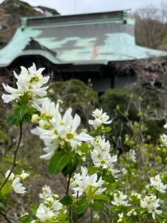 妙法寺　春の花