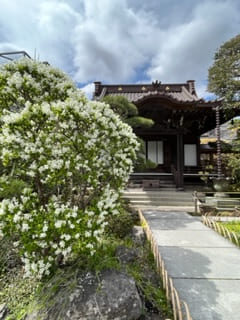 大巧寺本堂と利休梅