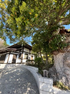 山門前寺務所脇のタブの木