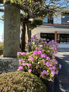 長谷寺春の花