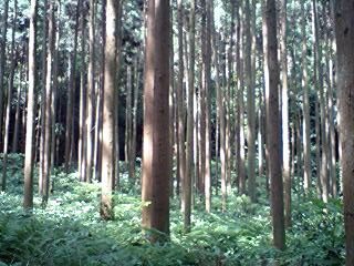 竹林のような杉の木