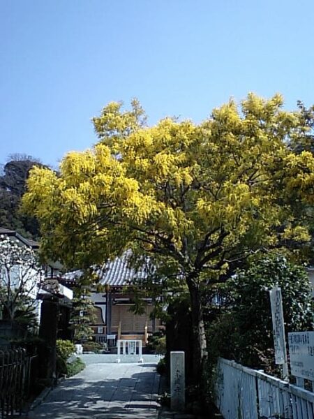 2008.03.18のミモザの木