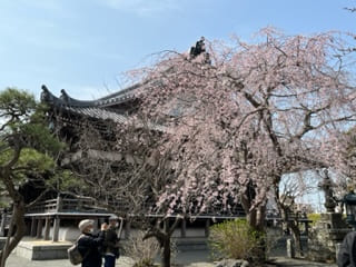 日蓮分骨堂と桜（本覚寺）