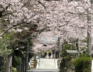 浄妙寺の桜