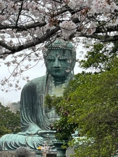 鎌倉大仏殿（高徳院）と桜