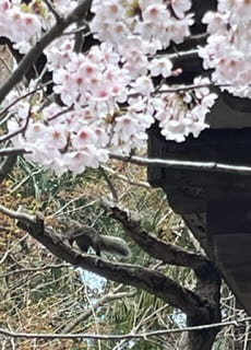 高徳院のリスと桜