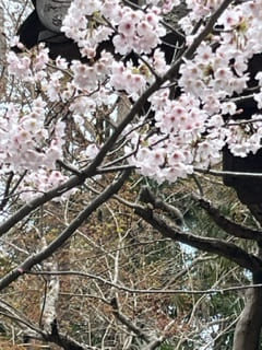 高徳院のリスと桜
