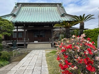 九品寺本堂とヒボケの花