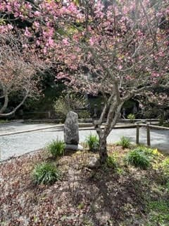 妙本寺海棠