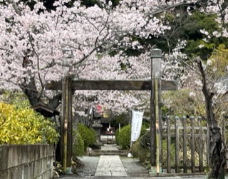 明王院の桜