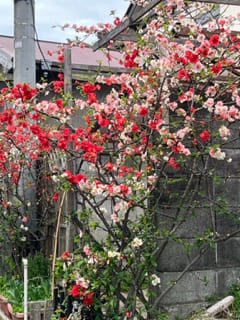 春の花（八雲神社）
